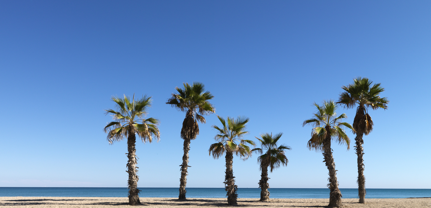 Palmtrees on the beach